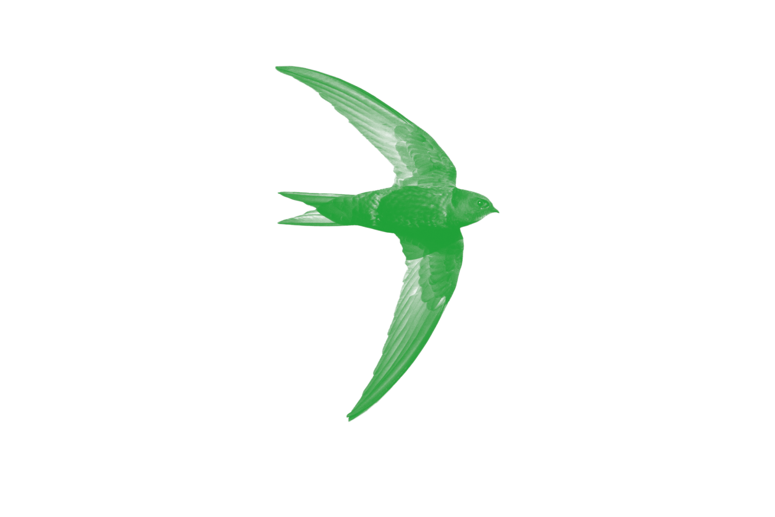 Mauersegler (Zugvogel)