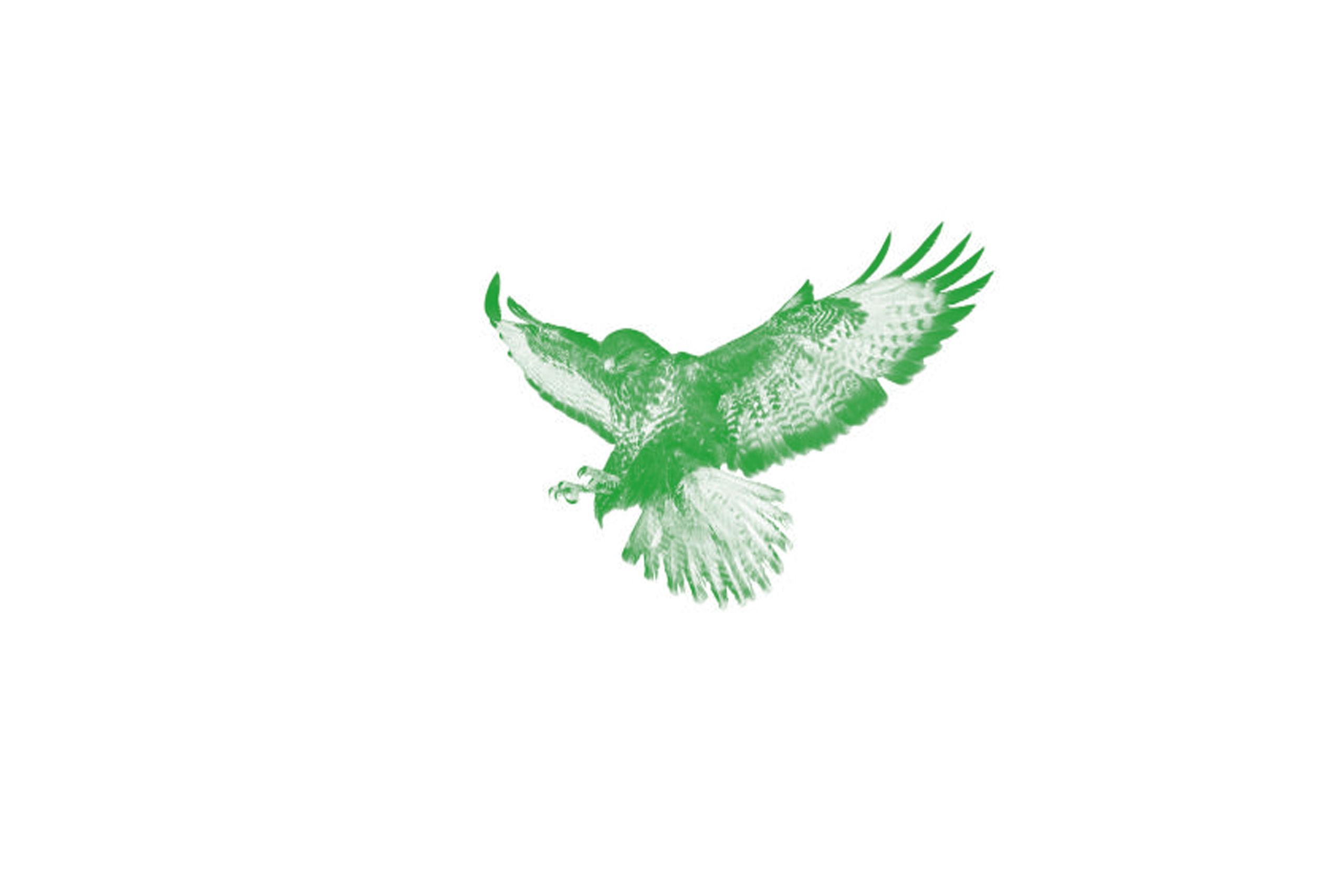 Mäusebussard
